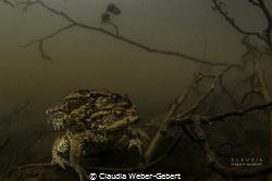 waiting for the perfect moment.... 
toads in a pond by Claudia Weber-Gebert 